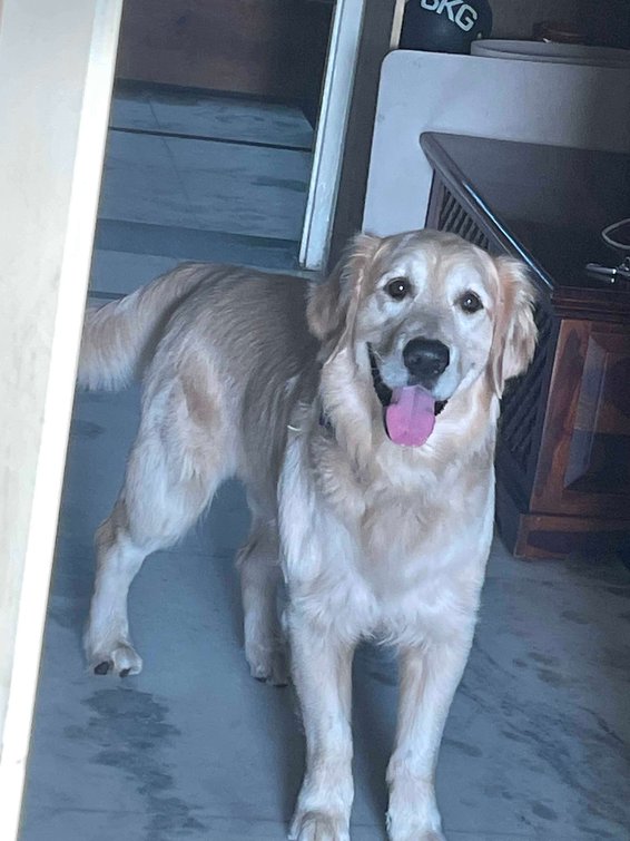 Golden Retriever Dogs For Mating In Delhi
