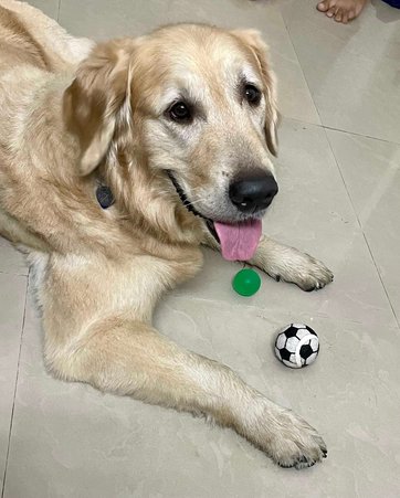 Golden Retriever Dogs For Mating In Delhi