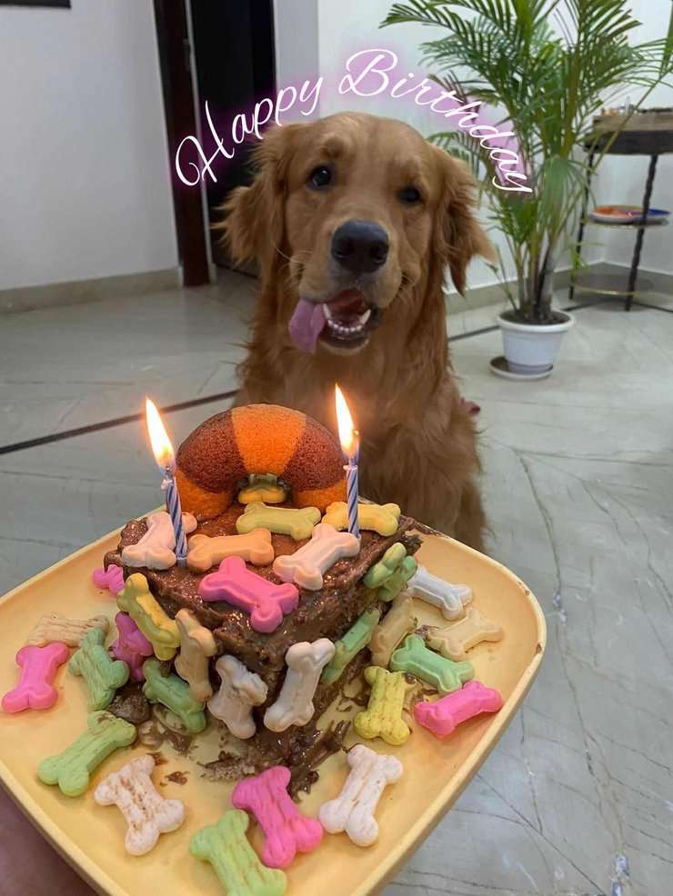 Golden Retriever Dogs For Mating In Faridabad