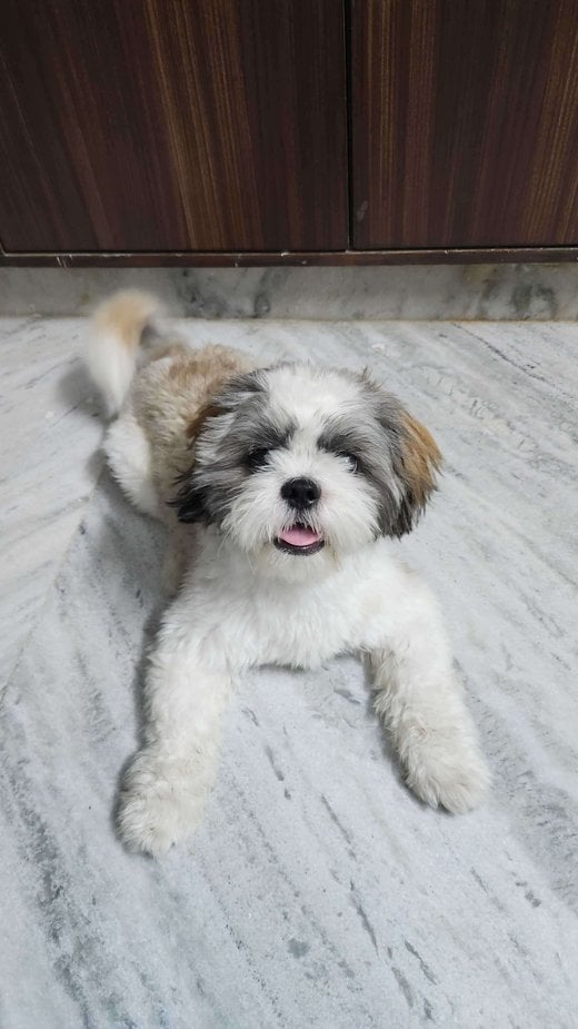 Shih Tzu Dogs For Mating In Secunderabad