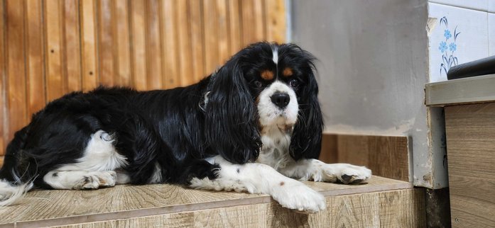 Cavalier King Charles Spaniel Dogs For Mating In Imphal