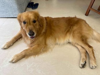 Golden Retriever Dogs For Mating In Mumbai