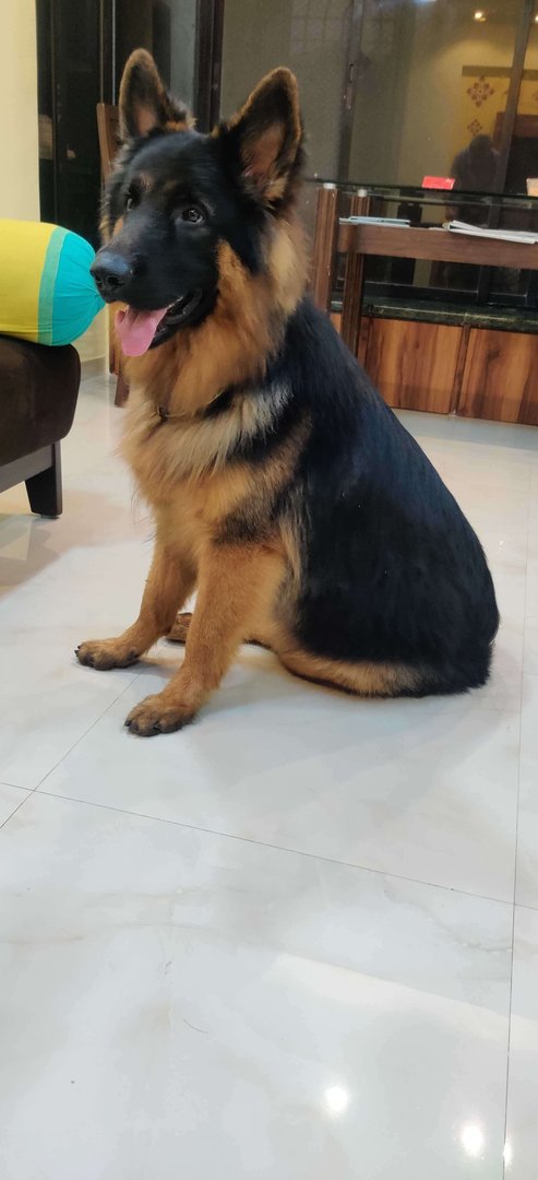 German Shepherd Dogs For Mating In Mumbai