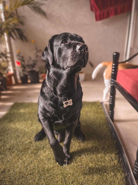 Labrador Retriever Dogs For Mating In Pune