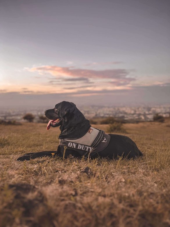 Labrador Retriever Dogs For Mating In Pune