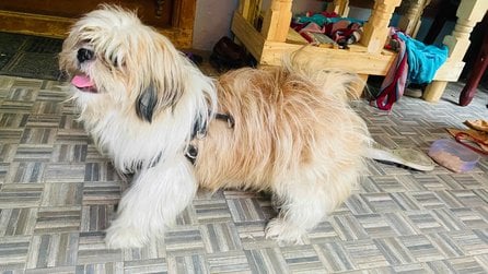 Shih Tzu Dogs For Mating In Chennai