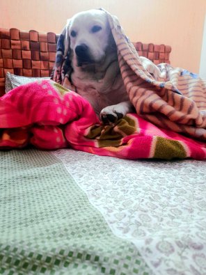 Labrador Retriever Dogs For Mating In Delhi