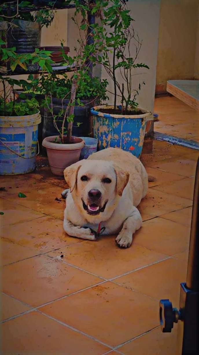 Labrador Retriever Dogs For Mating In Hyderabad