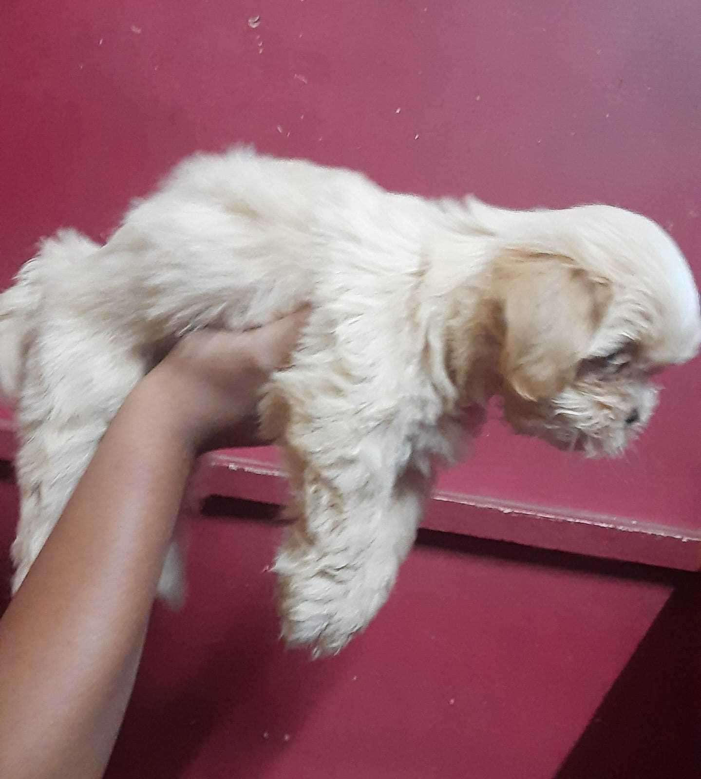 Mr n Mrs Pet