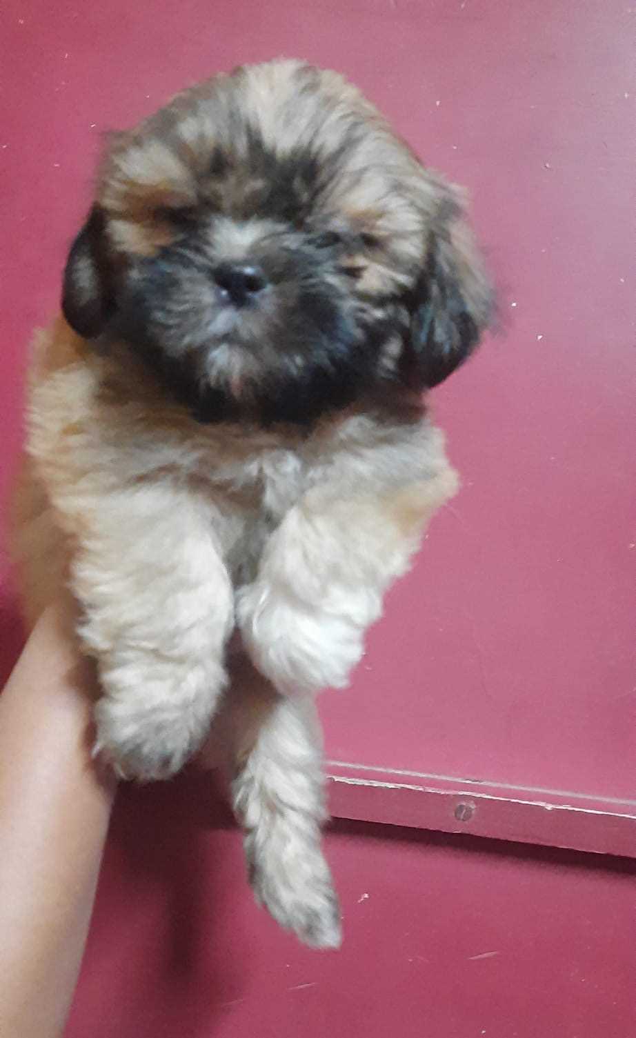 Mr n Mrs Pet