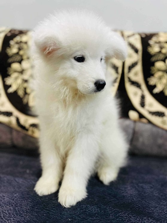 Samoyed For Sale In Indore