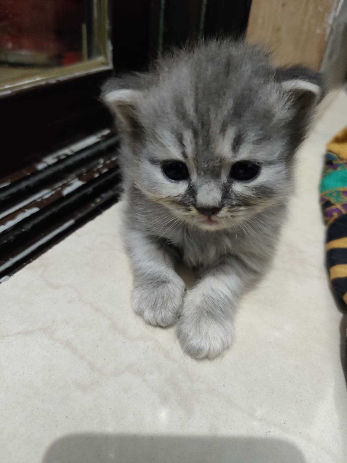 Persian For Sale In Thane