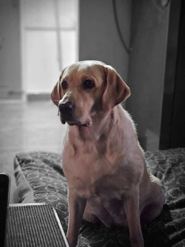 Labrador Retriever Dogs For Mating In Bangalore