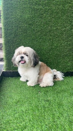 Shih Tzu Dogs For Mating In Mumbai