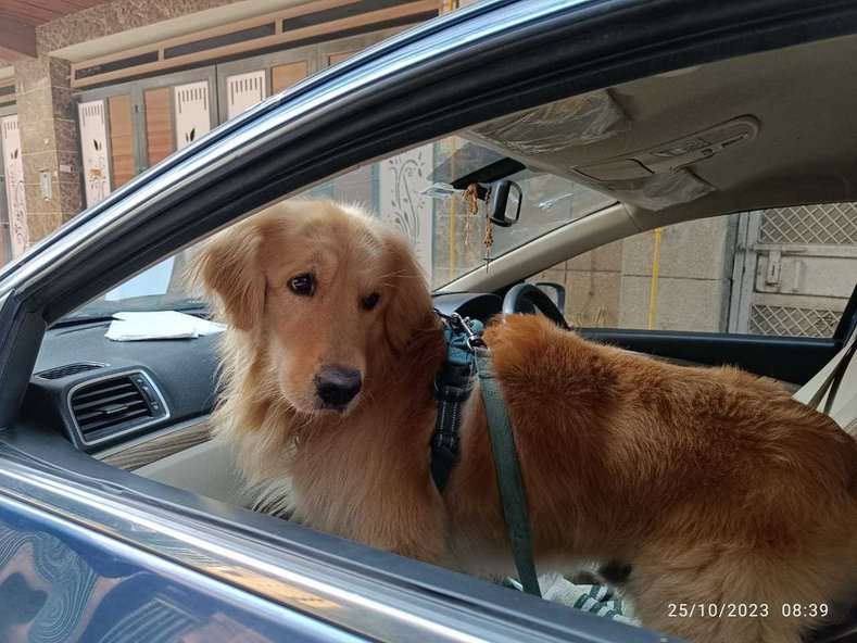 Golden Retriever Dogs For Mating In Delhi