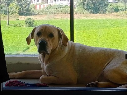 Labrador Retriever Dogs For Mating In Chennai