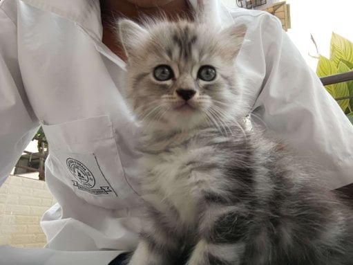 Persian For Adoption In Surat