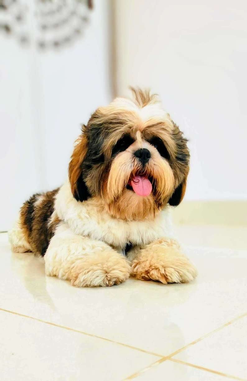 Shih Tzu Dogs For  Mating In Bangalore