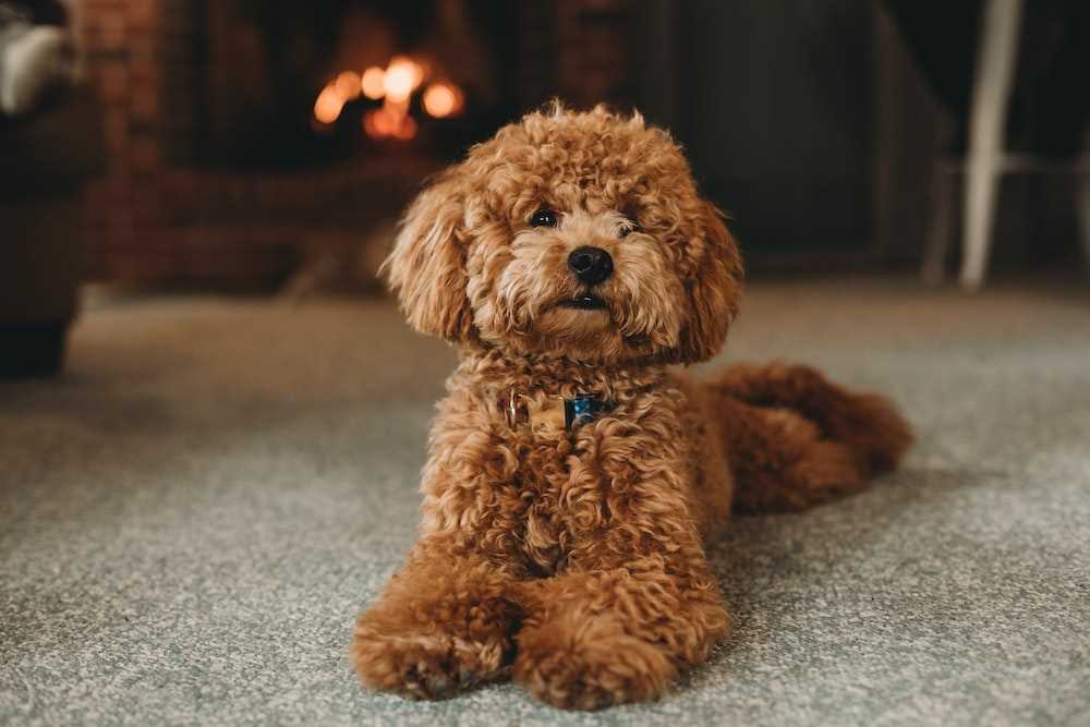 Champion Bloodline Standard Poodles