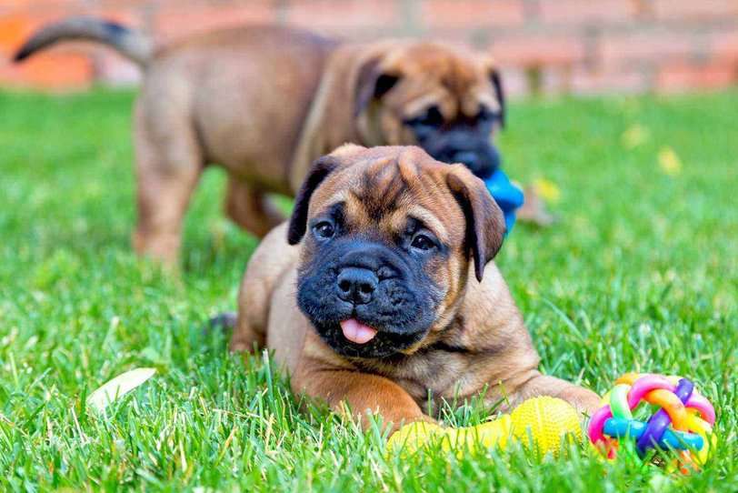 Bull sales mastiff prices