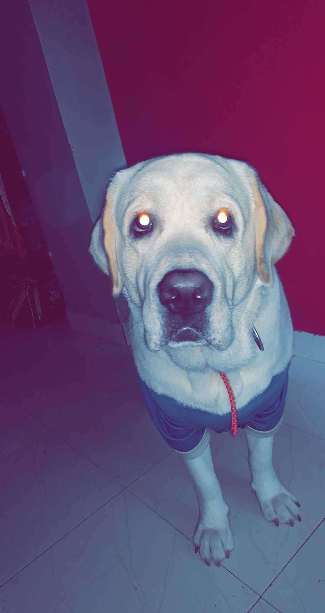 Labrador Retriever Dogs For Mating In Pune