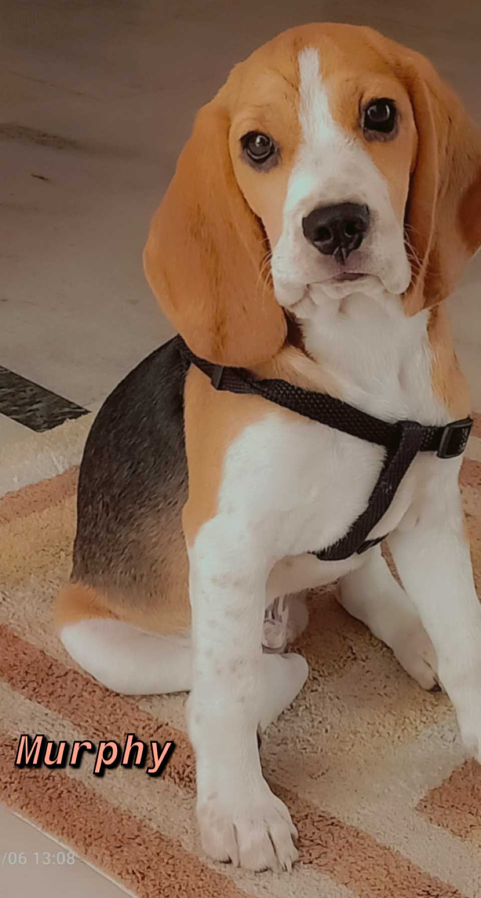 Beagle Dogs For Mating In Gurgaon