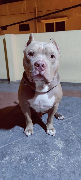American Bully Dogs For Mating In Bangalore