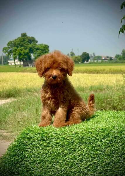 Poodle For Sale In Panchkula