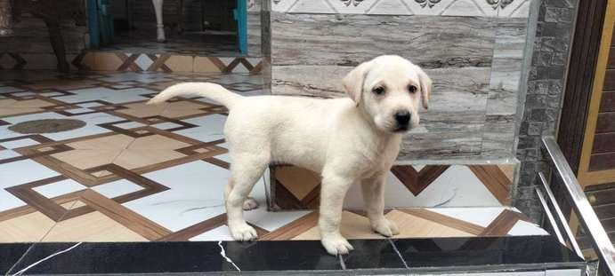 Labrador Retriever For Sale In Sirsa