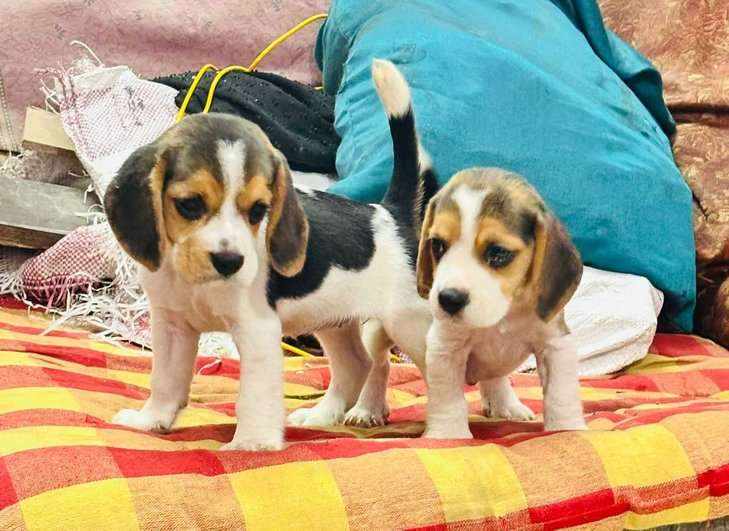 Mr n Mrs Pet