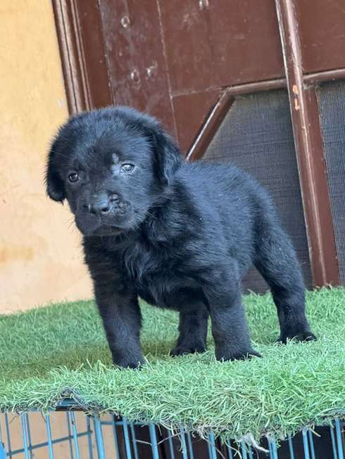 Labrador Retriever For Sale In Sirsa
