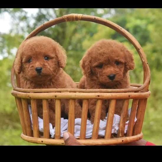 Miniature Poodle