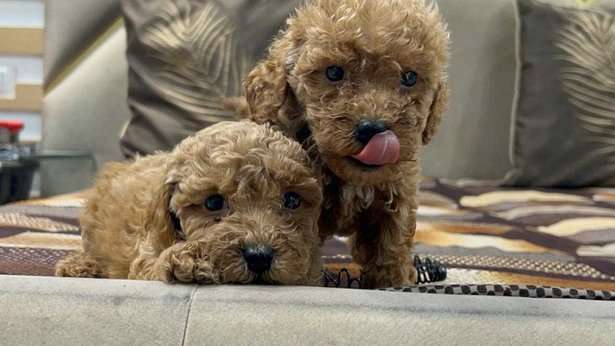 Poodle For Sale In Kochi