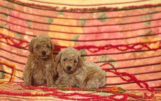 Poodle For Sale In Kochi