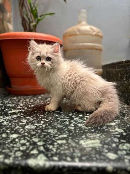 Mr n Mrs Pet
