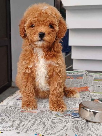 Maltipoo For Sale In Ahmedabad