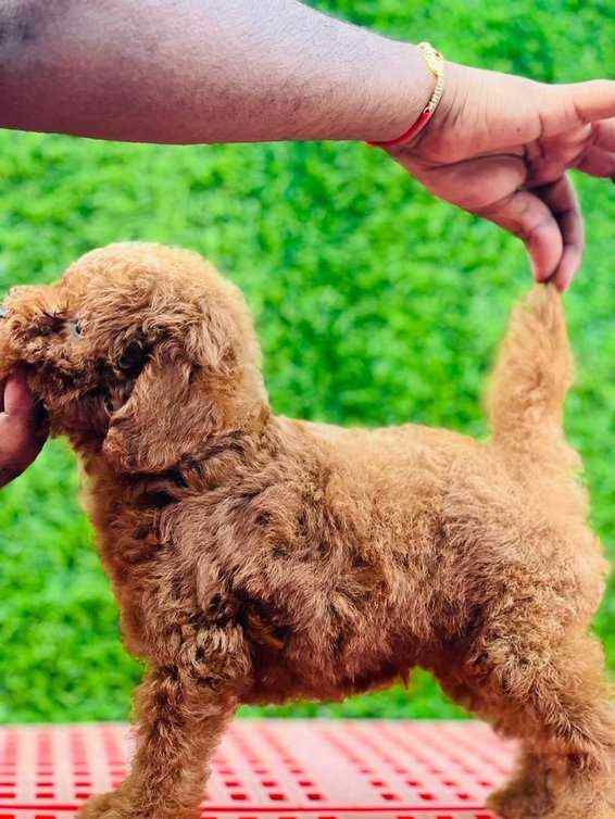 Maltipoo For Sale In Ahmedabad