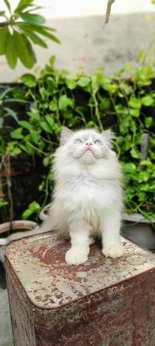 Persian For Sale In Patna