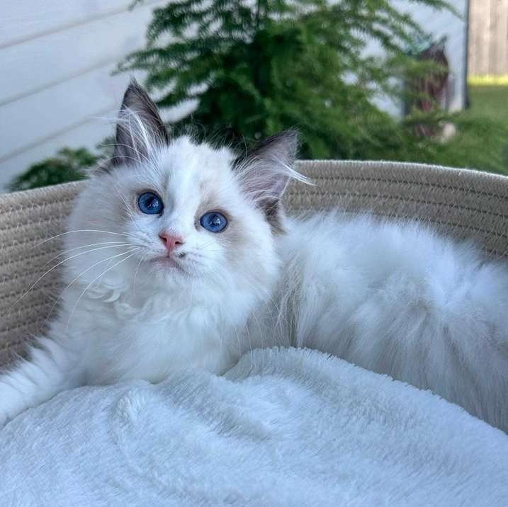 FCI-Registered Ragdoll Cat