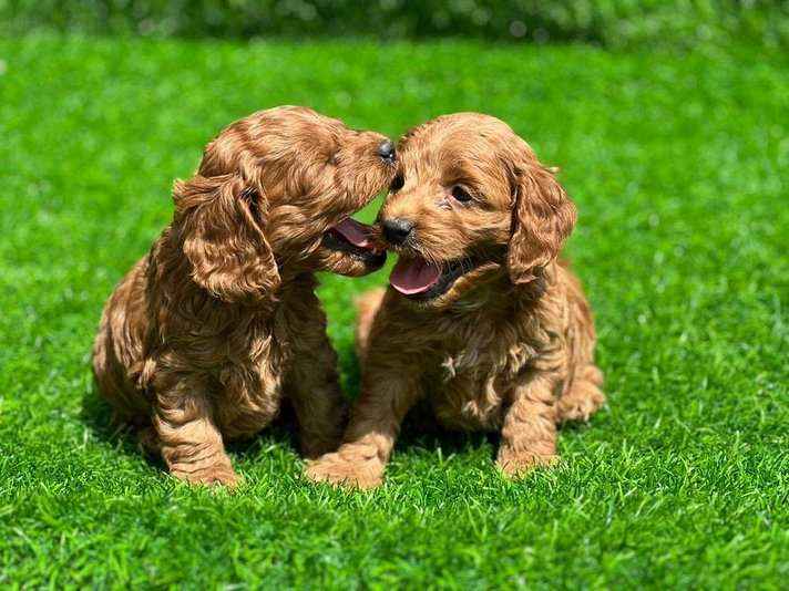 Poodle For Sale In Patna