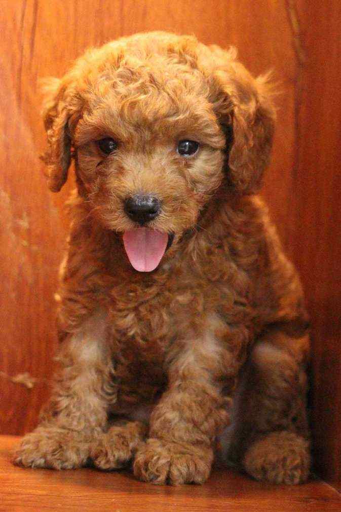 Poodle For Sale In Patna