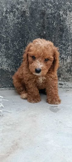 Poodle For Sale In Patna