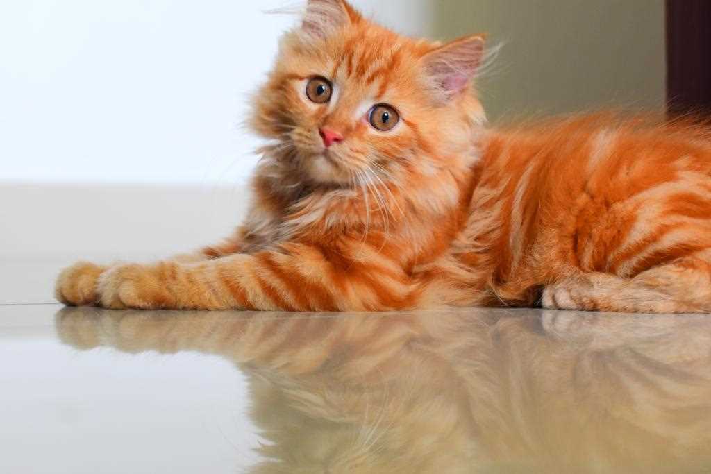 Persian For Sale In Patna