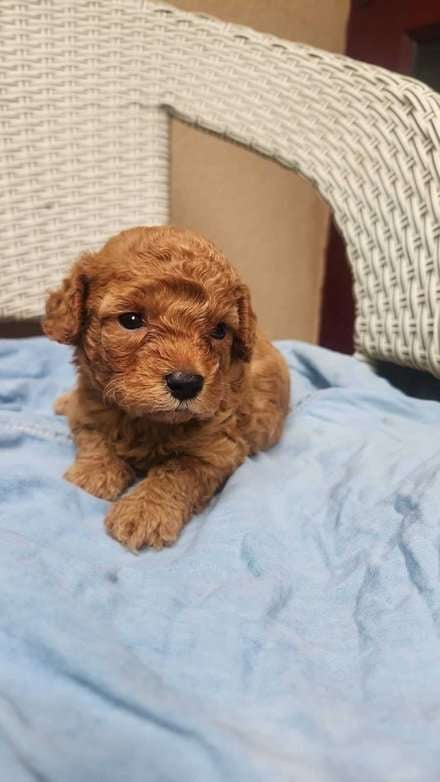 Poodle For Sale In Lucknow