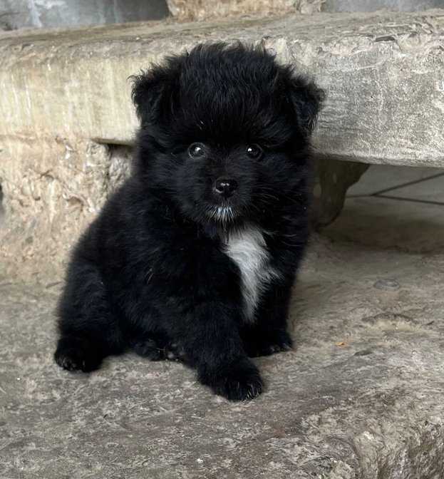 Culture Pomeranian For Sale In Lucknow