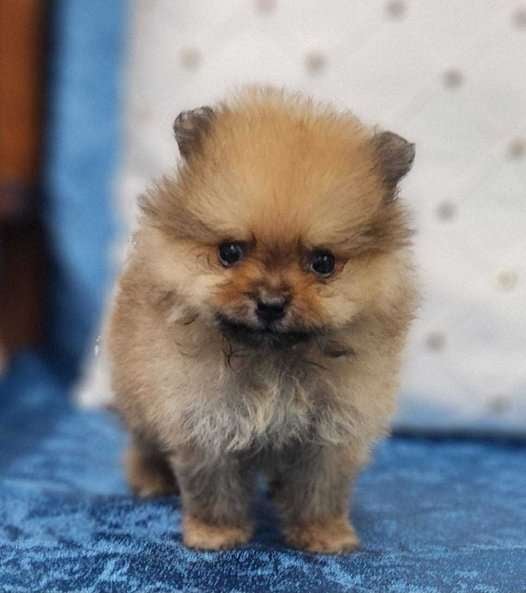 Culture Pomeranian For Sale In Lucknow