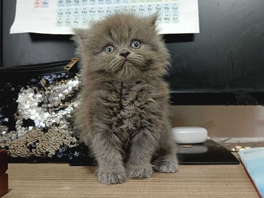 Persian For Sale In Patna