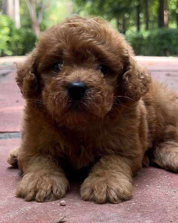 Poodle For Sale In Lucknow