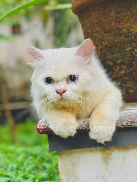 Persian For Sale In Surat