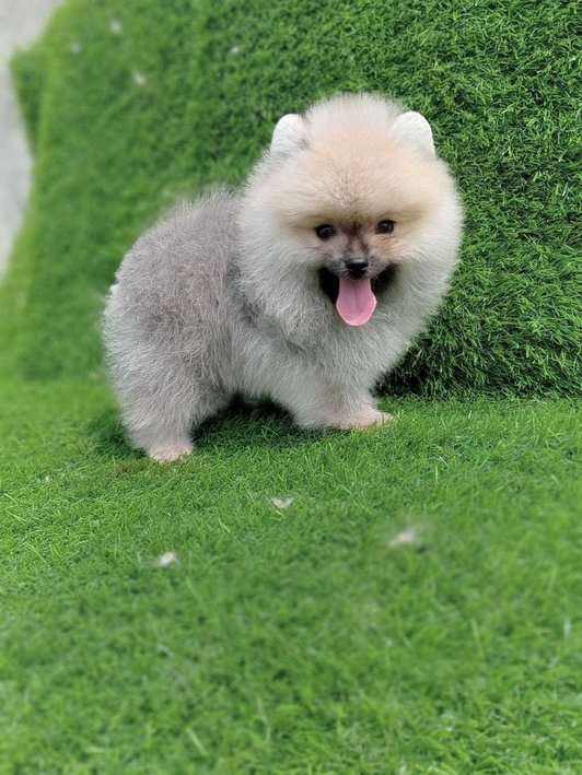 Culture Pomeranian For Sale In Jaipur